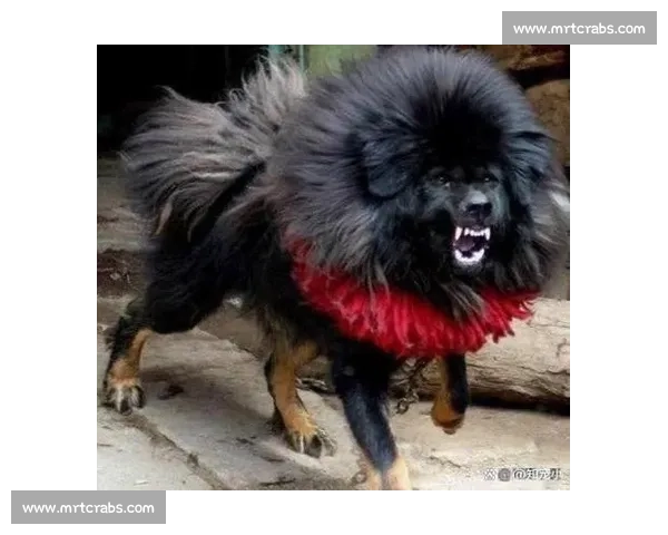 犬类竞技盛会揭幕 超越极限的速度与敏捷比拼让世界为之震撼